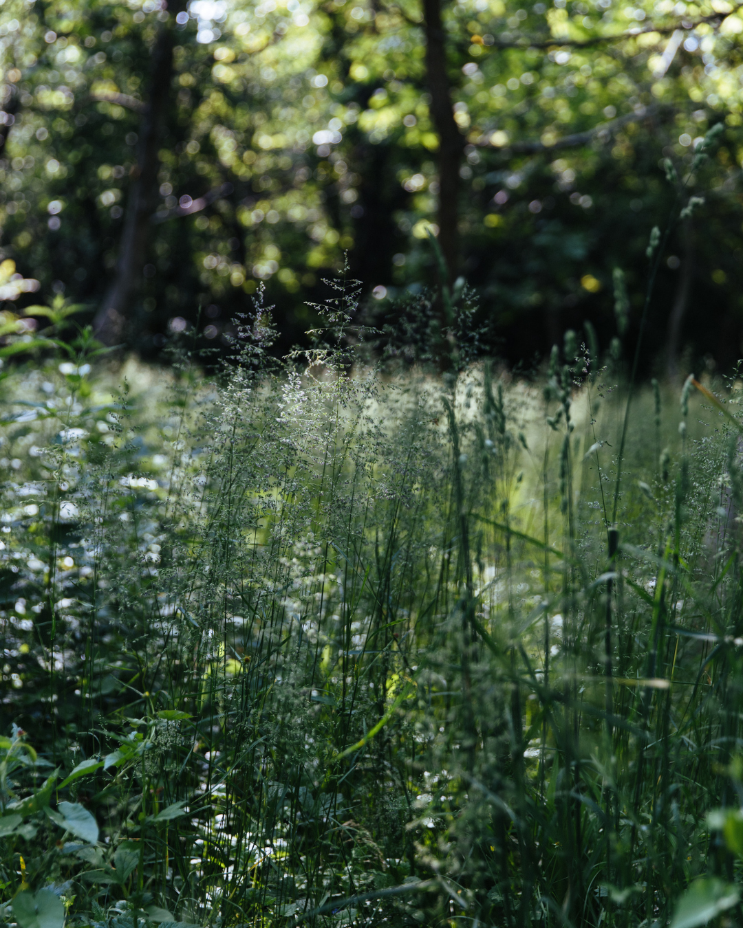 Camp Anima retreat scene